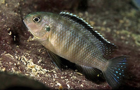 Tropheops sp. 'boadzulu' Makokola Reef